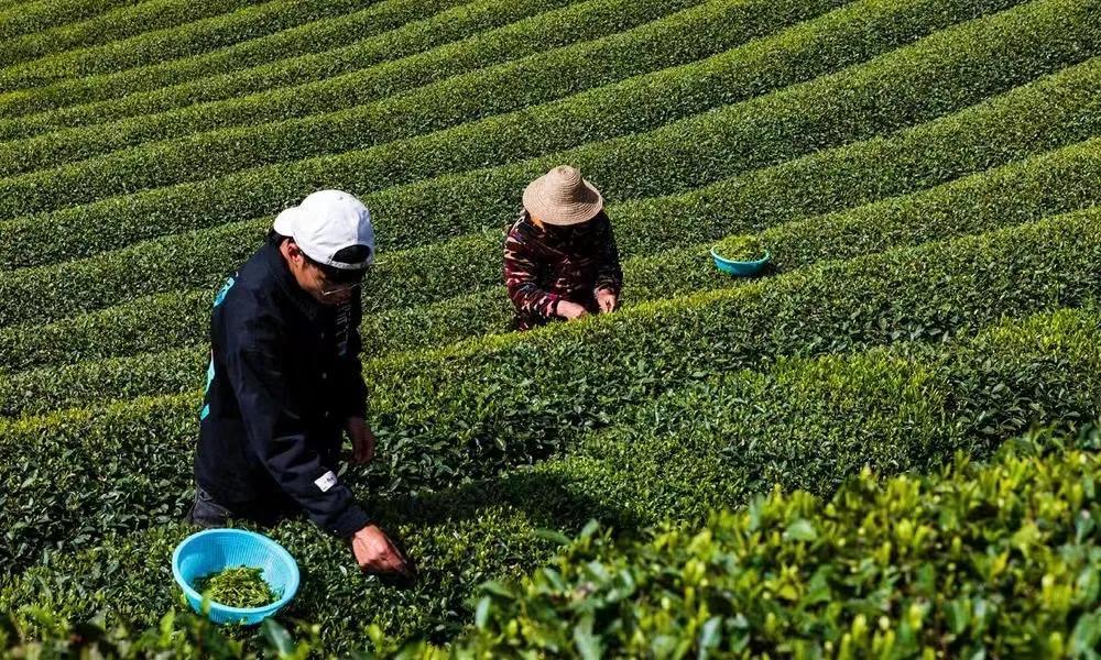 富硒茶年产值（富硒茶产业国内现状）-硒宝网