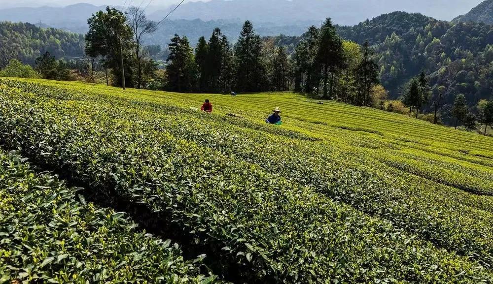 富硒茶年产值（富硒茶产业国内现状）-硒宝网