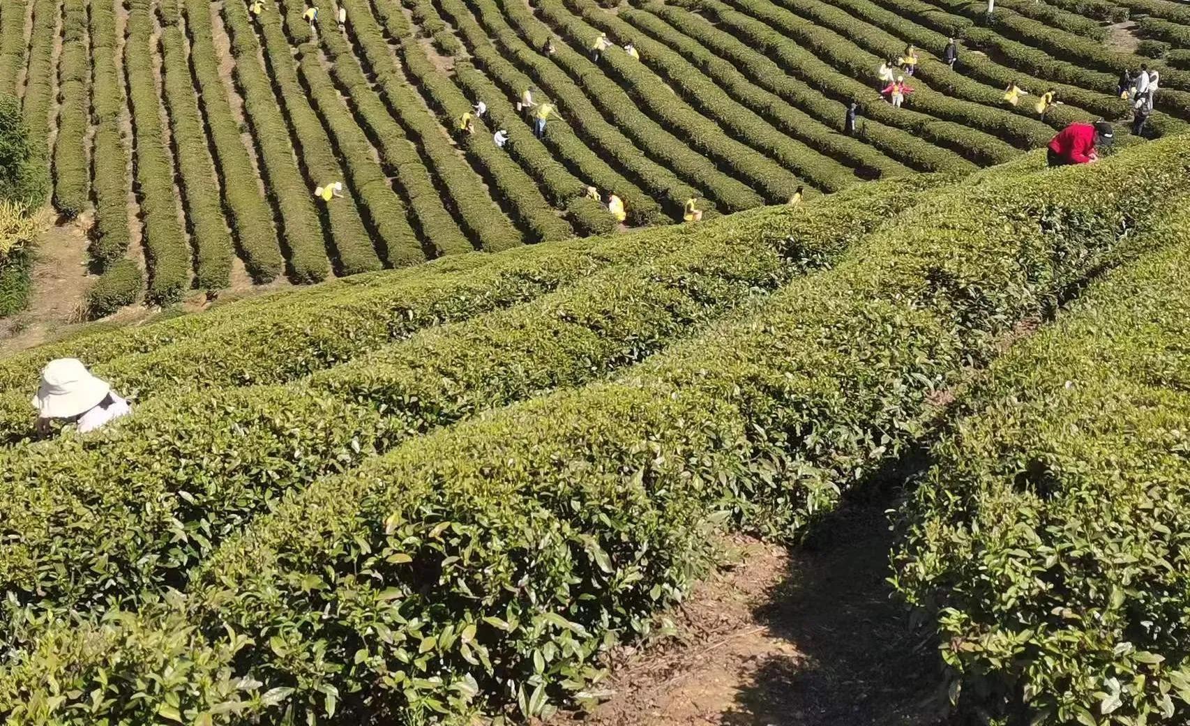 富硒茶年产值（富硒茶产业国内现状）-硒宝网
