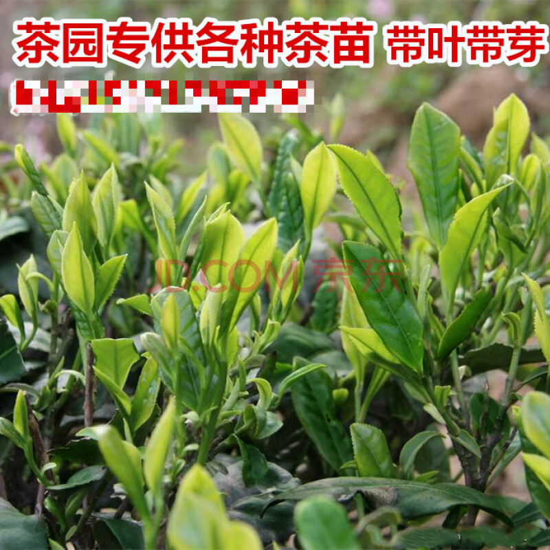 雀舌富硒贡茶(富硒贡茶是红茶还是绿茶)-硒宝网
