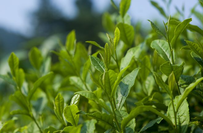 雀舌富硒贡茶(富硒贡茶是红茶还是绿茶)-硒宝网