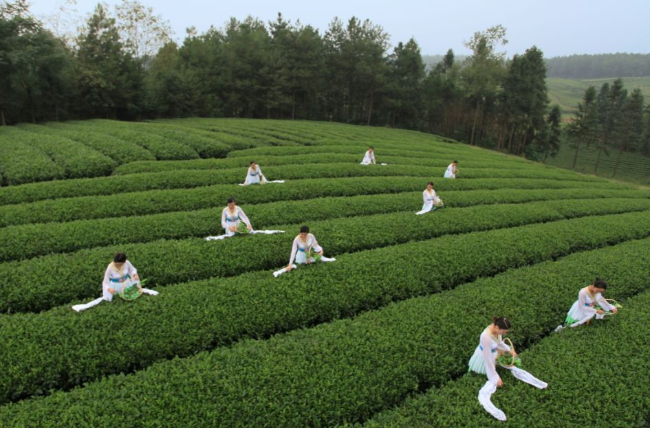 凤冈县富硒茶(凤岗硒茶价格)-硒宝网