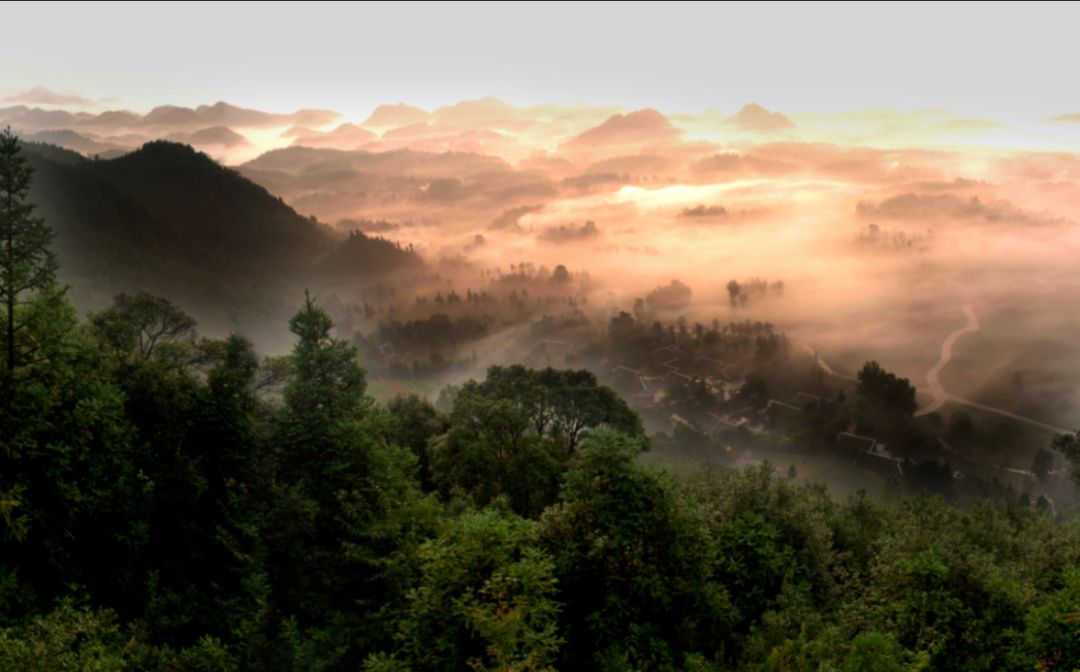 凤冈县富硒茶(凤岗硒茶价格)-硒宝网