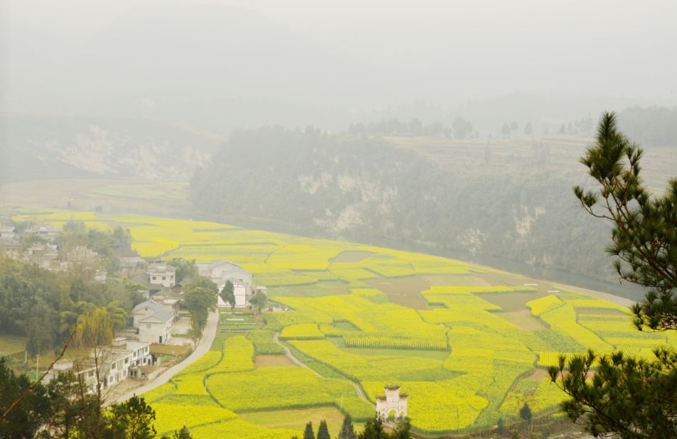 凤冈县富硒茶(凤岗硒茶价格)-硒宝网