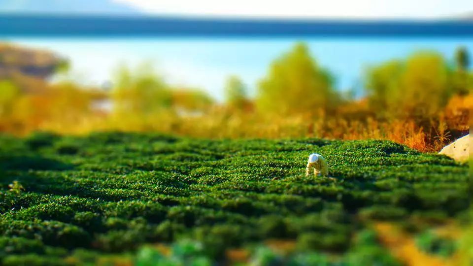 凤冈县富硒茶(凤岗硒茶价格)-硒宝网