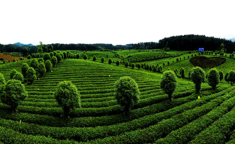 凤冈县富硒茶(凤岗硒茶价格)-硒宝网