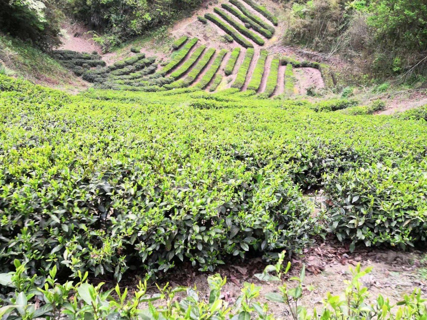 台前县富硒茶(富硒茶之乡)-硒宝网