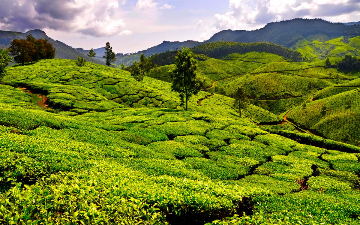 台前县富硒茶(富硒茶之乡)-硒宝网