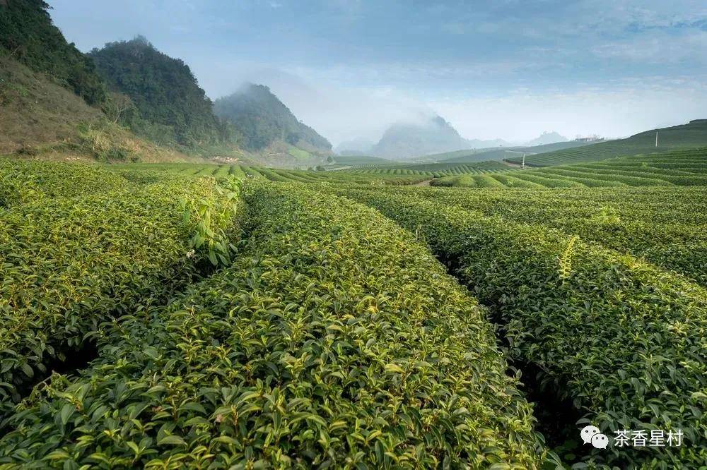 茗品富硒贡茶（硒茗茶叶）-硒宝网