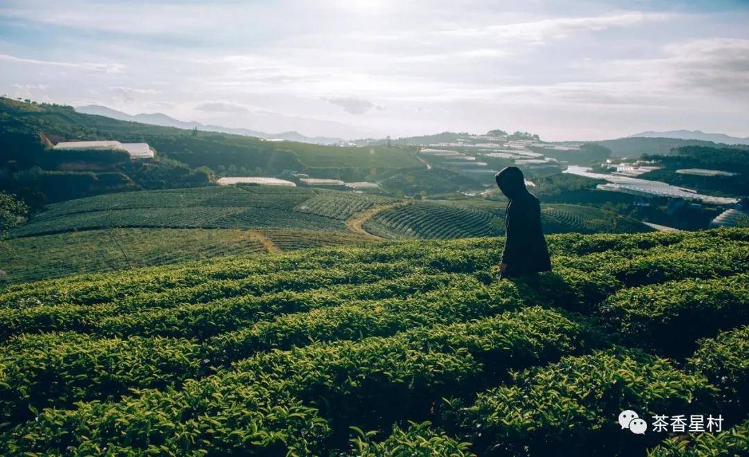 茗品富硒贡茶（硒茗茶叶）-硒宝网