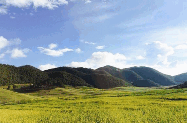 西岭红富硒茶（硒岭红富硒茶）-硒宝网