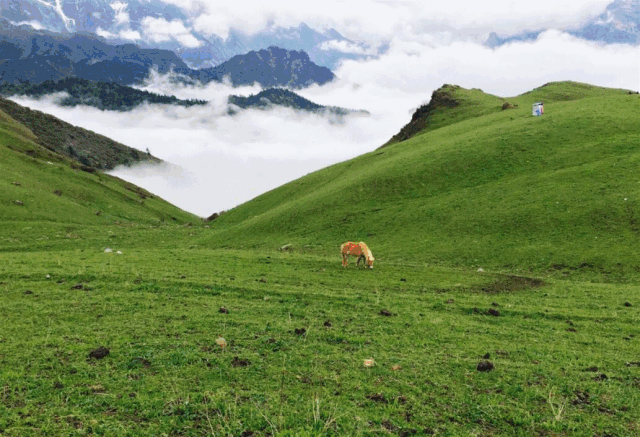 西岭红富硒茶（硒岭红富硒茶）-硒宝网