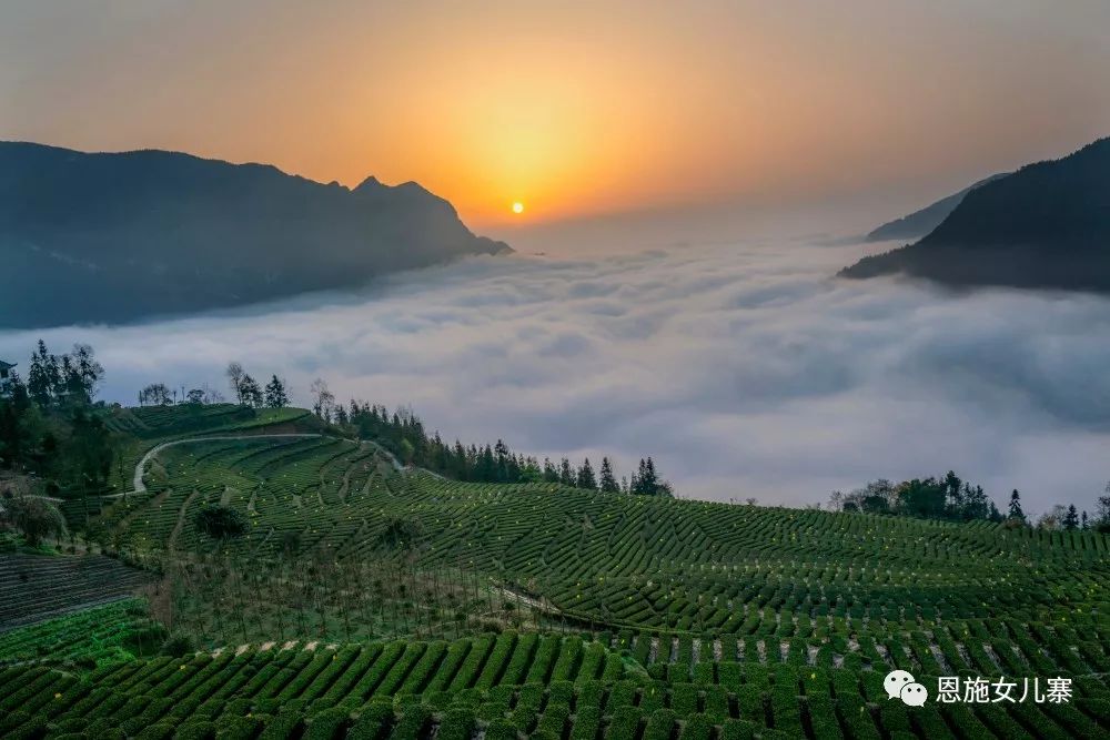 天之方富硒茶(富硒茶的硒指的是什么)-硒宝网