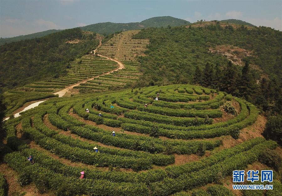 富硒茶李隆浒（富硒茶李隆浒）-硒宝网