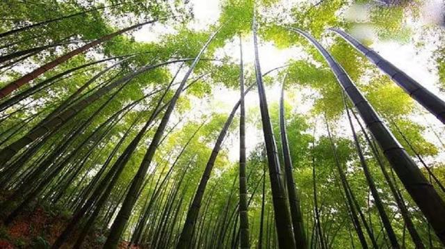 北九华富硒茶（九华茶坊村）-硒宝网