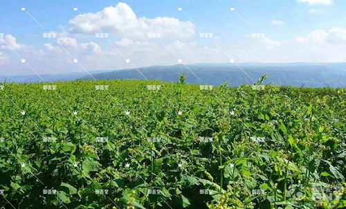 富硒苦荞茶吗(富硒苦荞茶的副作用)-硒宝网