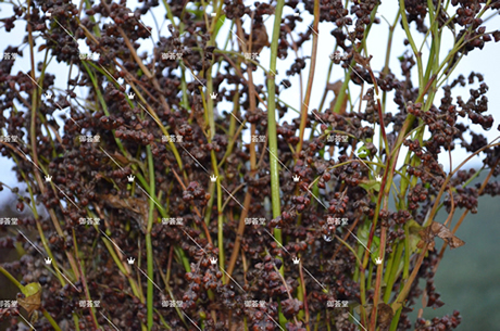 富硒苦荞茶吗(富硒苦荞茶的副作用)-硒宝网