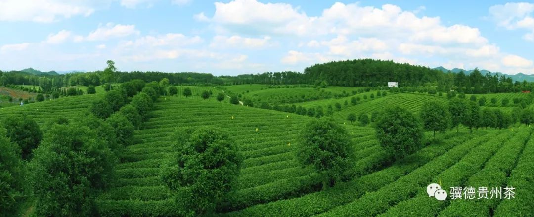 凤冈县富硒茶（凤岗富硒茶价格）-硒宝网