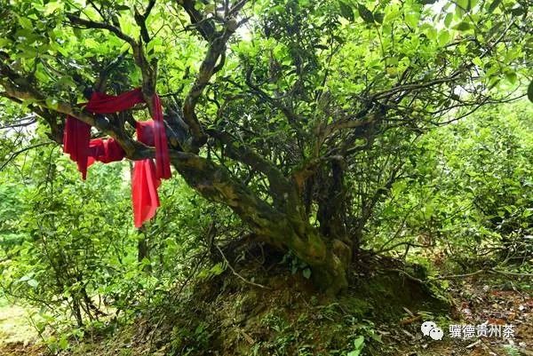 凤冈县富硒茶（凤岗富硒茶价格）-硒宝网