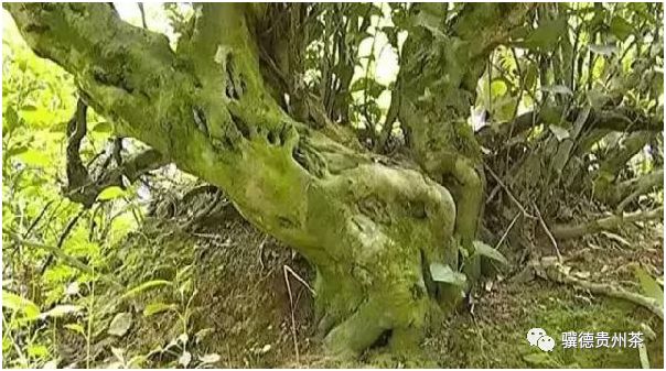 凤冈县富硒茶（凤岗富硒茶价格）-硒宝网