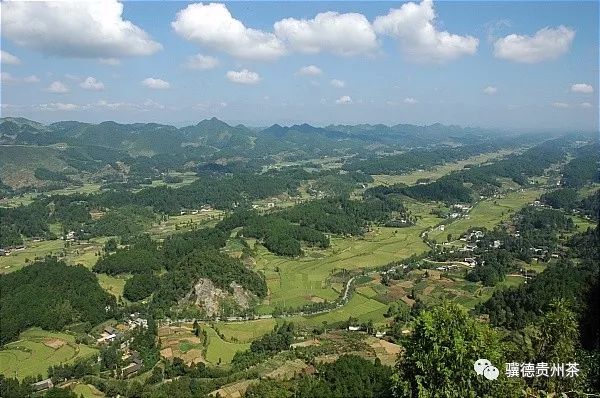 凤冈县富硒茶（凤岗富硒茶价格）-硒宝网