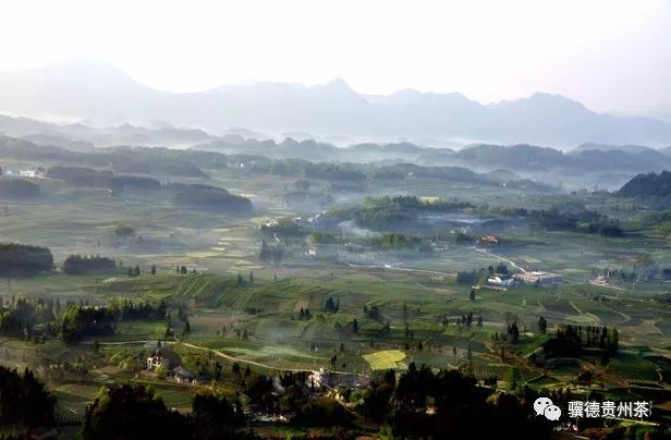 凤冈县富硒茶（凤岗富硒茶价格）-硒宝网