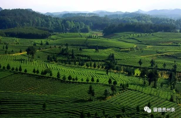 凤冈县富硒茶（凤岗富硒茶价格）-硒宝网