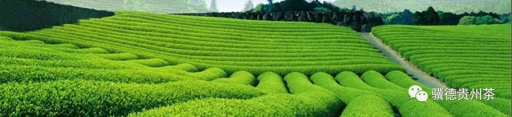 凤冈县富硒茶（凤岗富硒茶价格）-硒宝网