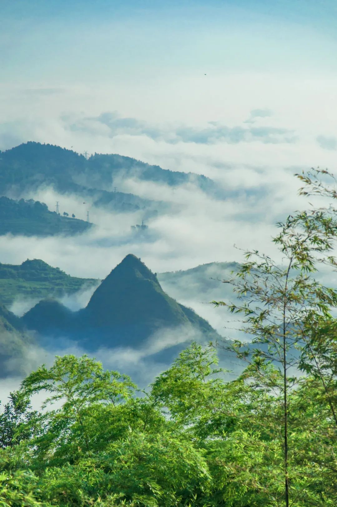 贵阳市富硒茶（贵州富硒茶多少钱一斤）-硒宝网