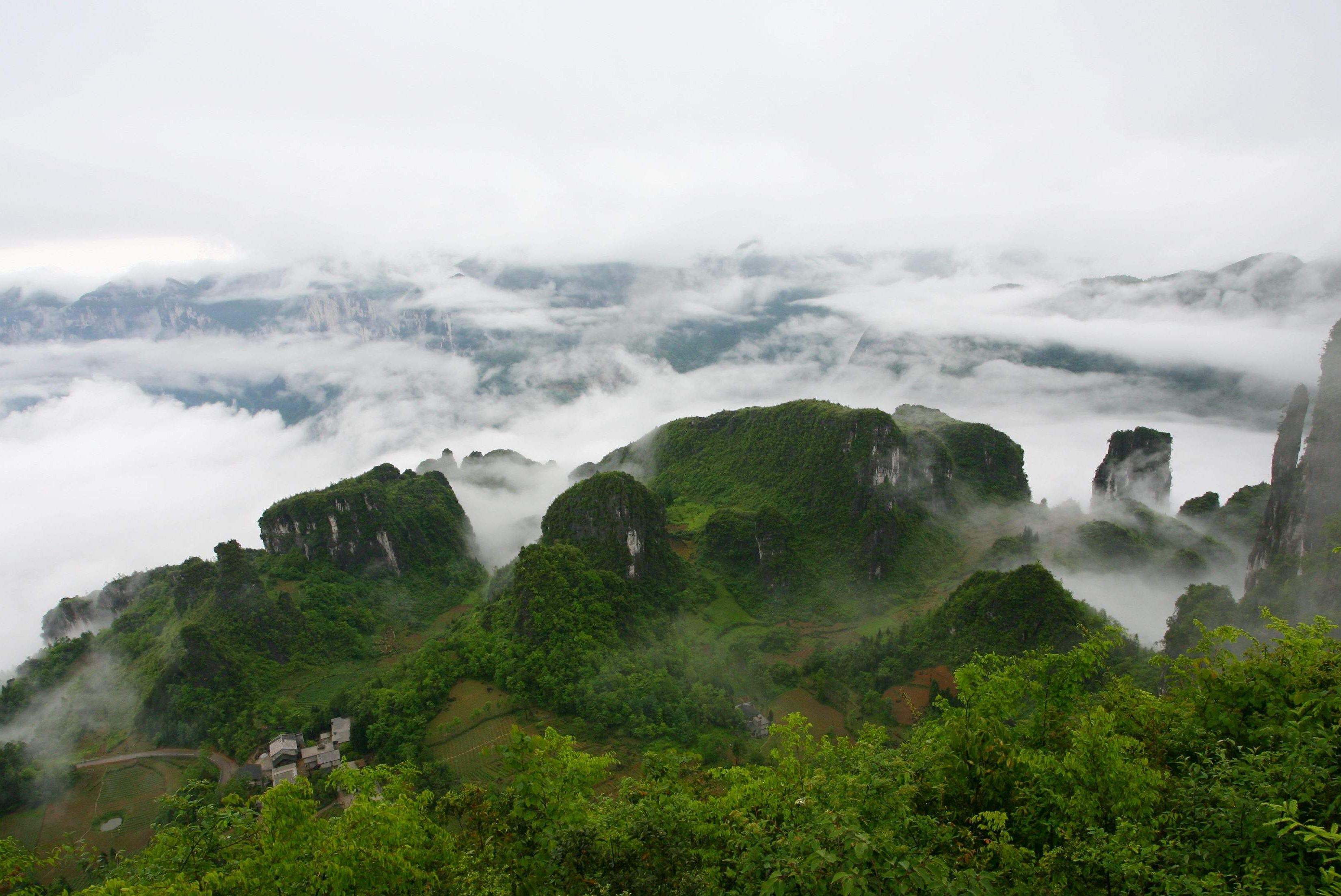 富硒茶下火吗（富硒茶叶）-硒宝网
