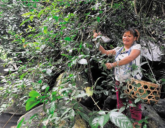 思施富硒藤茶（施恩富晒藤茶的功能）-硒宝网