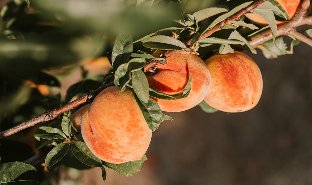 五碗香富硒茶（富硒碗价格）-硒宝网