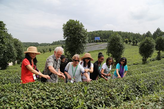 百色富锌硒茶（富锌富硒有机茶）-硒宝网
