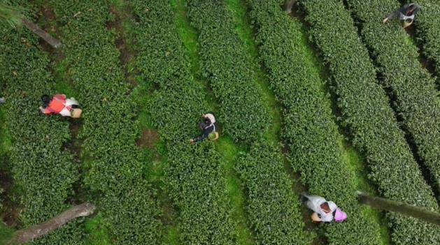 百色富锌硒茶(富锌富硒茶)-硒宝网