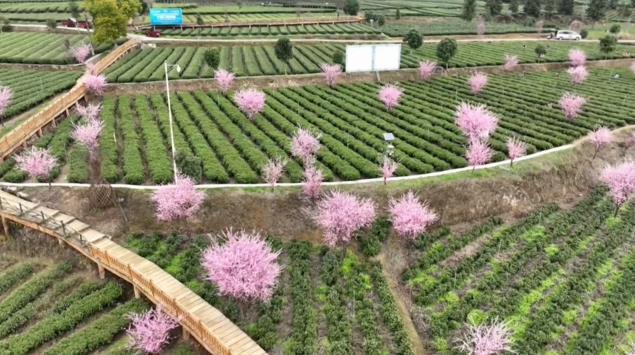 百色富锌硒茶(富锌富硒茶)-硒宝网