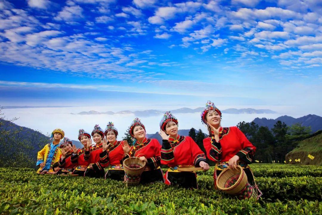 富硒藤茶百科（富硒藤茶是传销吗）-硒宝网