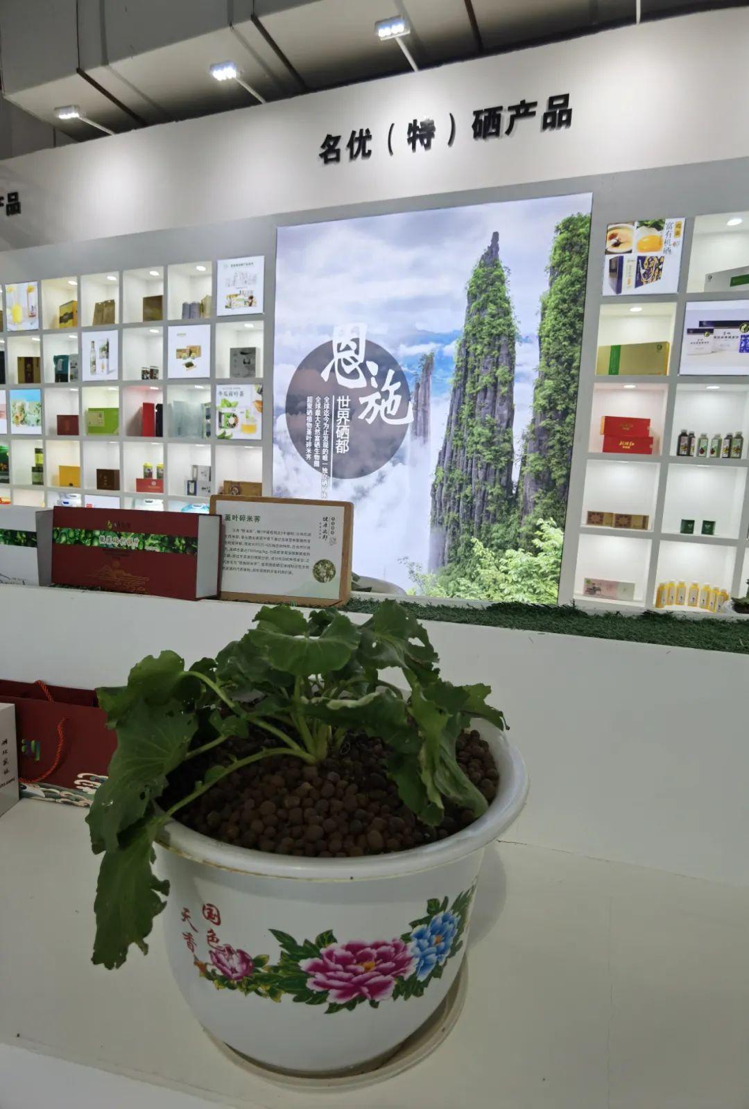 富硒藤茶百科（富硒藤茶是传销吗）-硒宝网