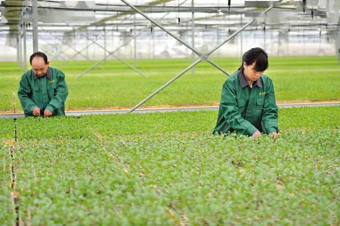 富硒茶产业化（富硒茶园）-硒宝网