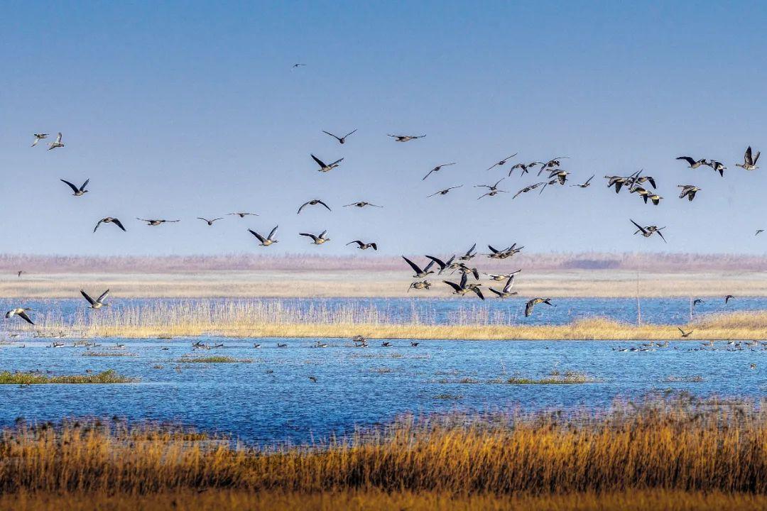 三江茶富硒么(三江茶厂)-硒宝网