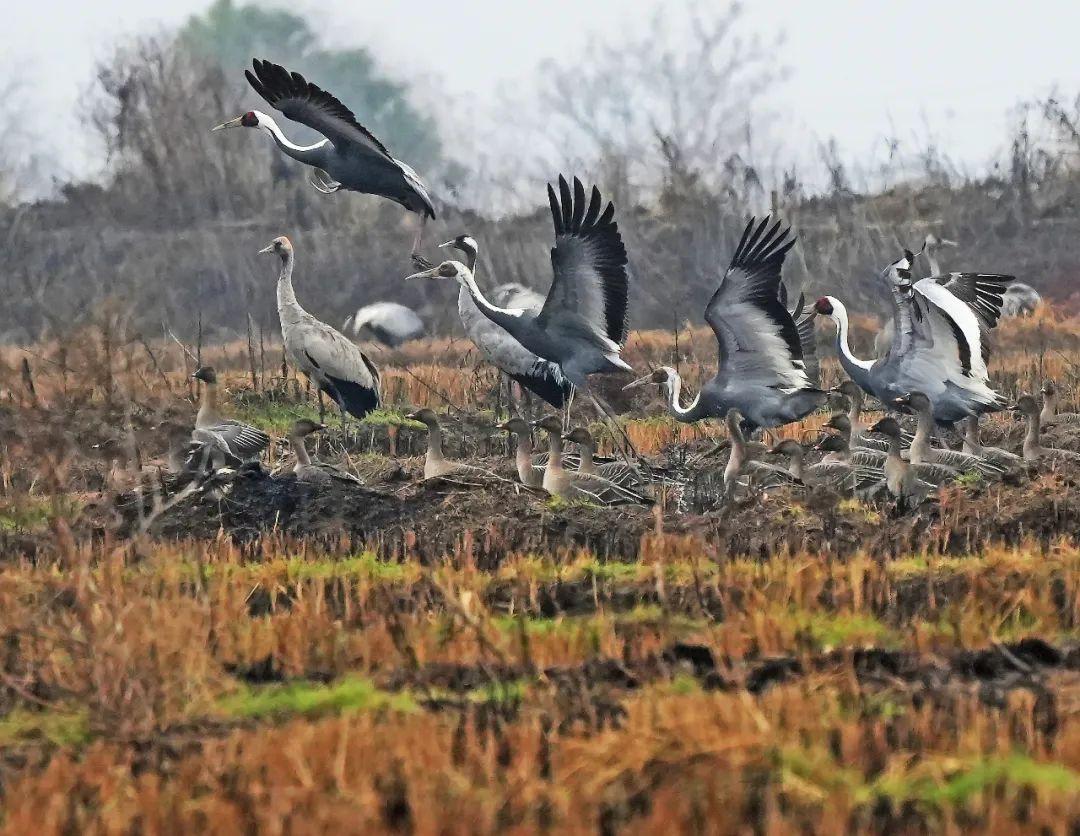 三江茶富硒么(三江茶厂)-硒宝网
