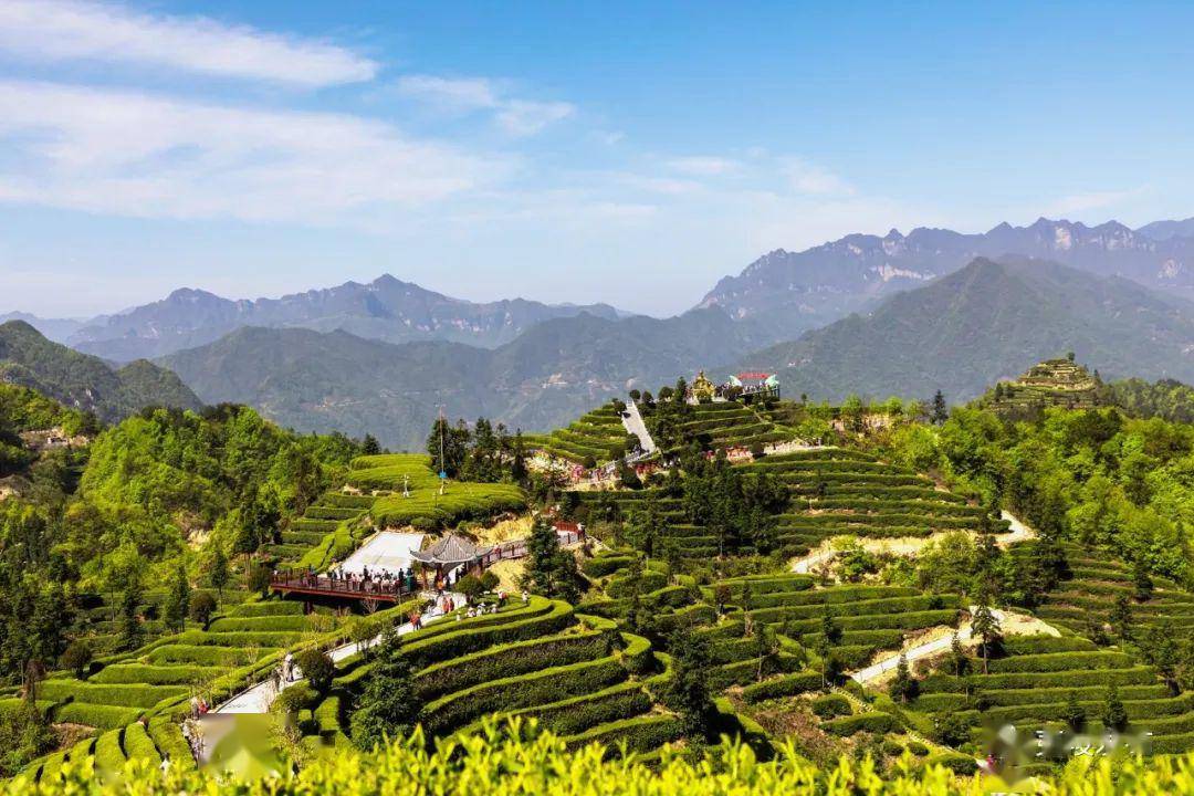 一品仙富硒茶（一品仙富硒茶新媒体营销方案）-硒宝网