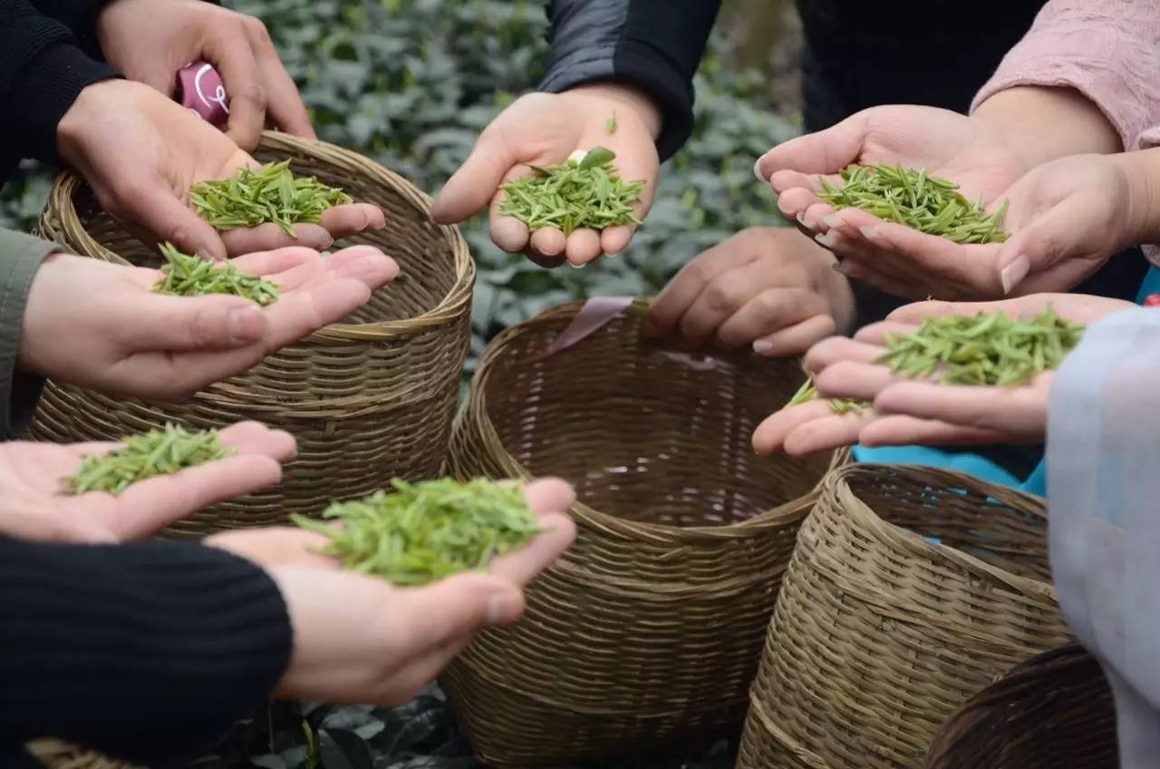 一品仙富硒茶（一品仙富硒茶新媒体营销方案）-硒宝网