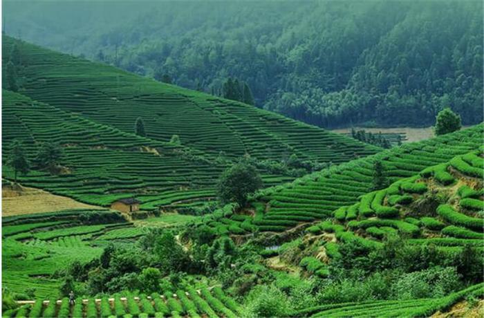 四季绿富硒茶（四季茶）-硒宝网