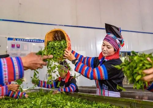 一壶春富硒茶（春茶秋壶）-硒宝网