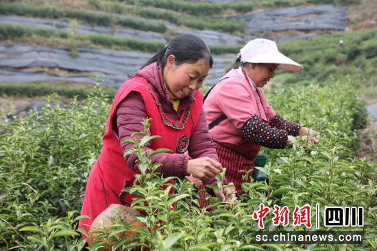 万源市富硒茶（万源富硒茶的功效与作用）-硒宝网