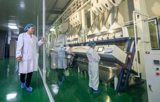 ▲10月14日,管延丽(左)在查看富硒米的加工作业。新华社记者王昊飞摄