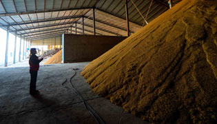 ▲10月14日,管延丽在检查新收的富硒稻米。新华社记者王昊飞摄