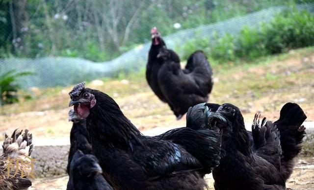 四川省富硒茶(四川富硒产品质检中心)-硒宝网