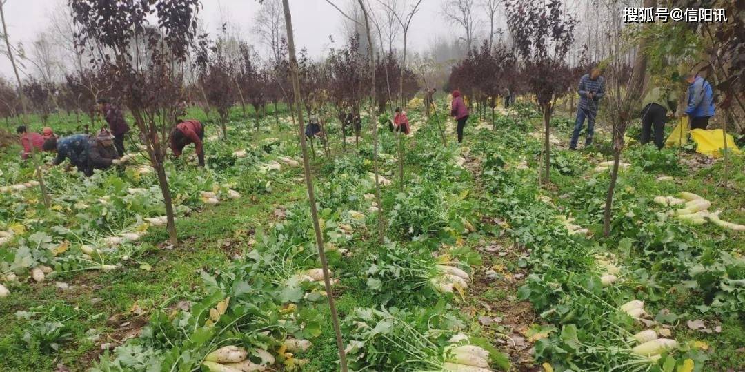 大米姐富硒米(富硒大米的吃法)-硒宝网