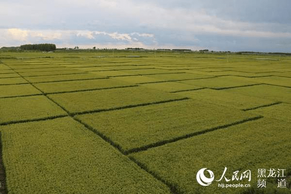 富硒大米公司(富硒大米市场前景)-硒宝网